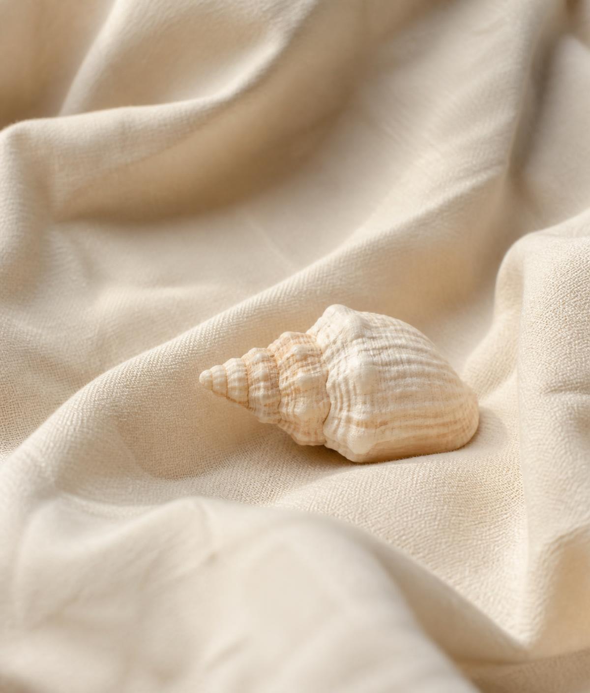 Soft cream linen with a dried stem and a small seashell